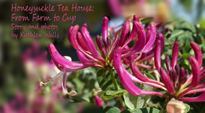 Pink honeysuyckle plant for header