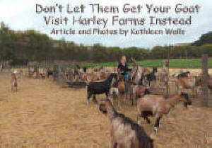 Header photo of Agri Lanes showing herd of goats at Harley Farm