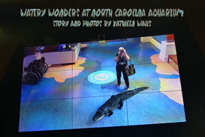 Roomsized video at North Caralonia Aquarium Roanoke Island with alligator appearing to be near woman;s feet.