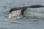 whale tail at Virginia beach