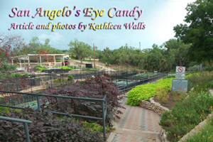 San Angelo's Lily Gardens  used as header photo