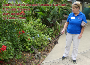 Zookeeper holds large lizard on leash in garden